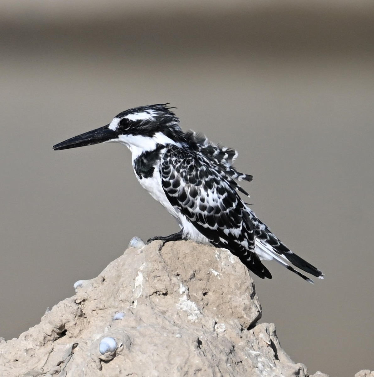 Pied Kingfisher - ML643949334