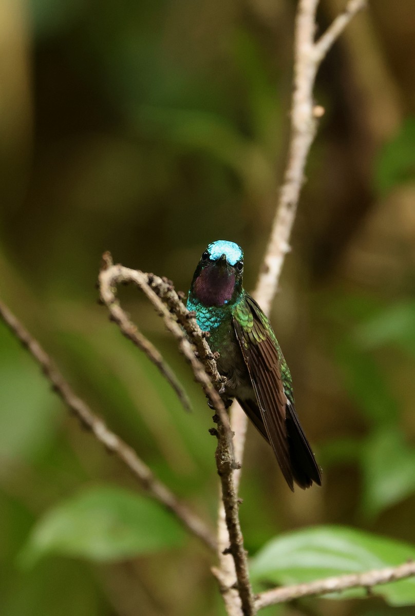 Purple-throated Mountain-gem - ML643949340