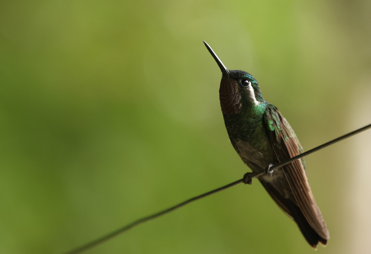 Purple-throated Mountain-gem - ML643949341