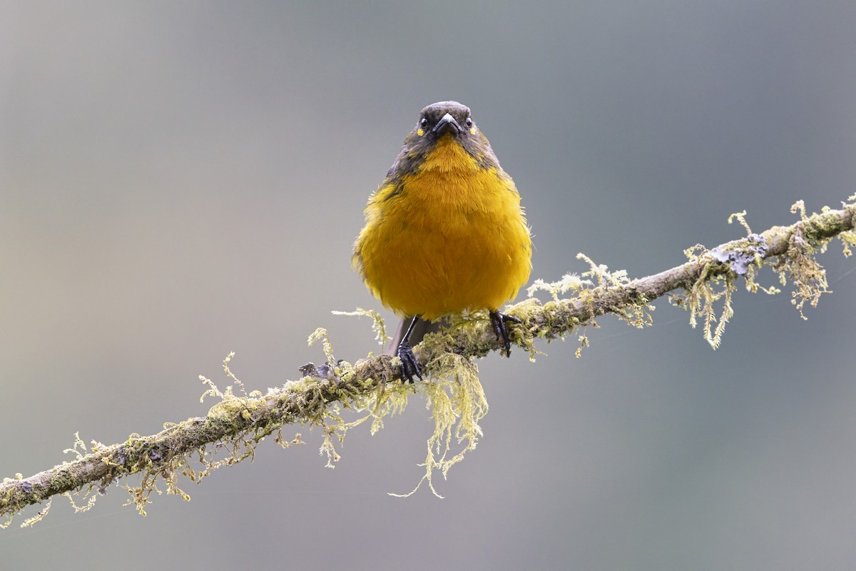 Tangara Lacrimosa - ML643949359