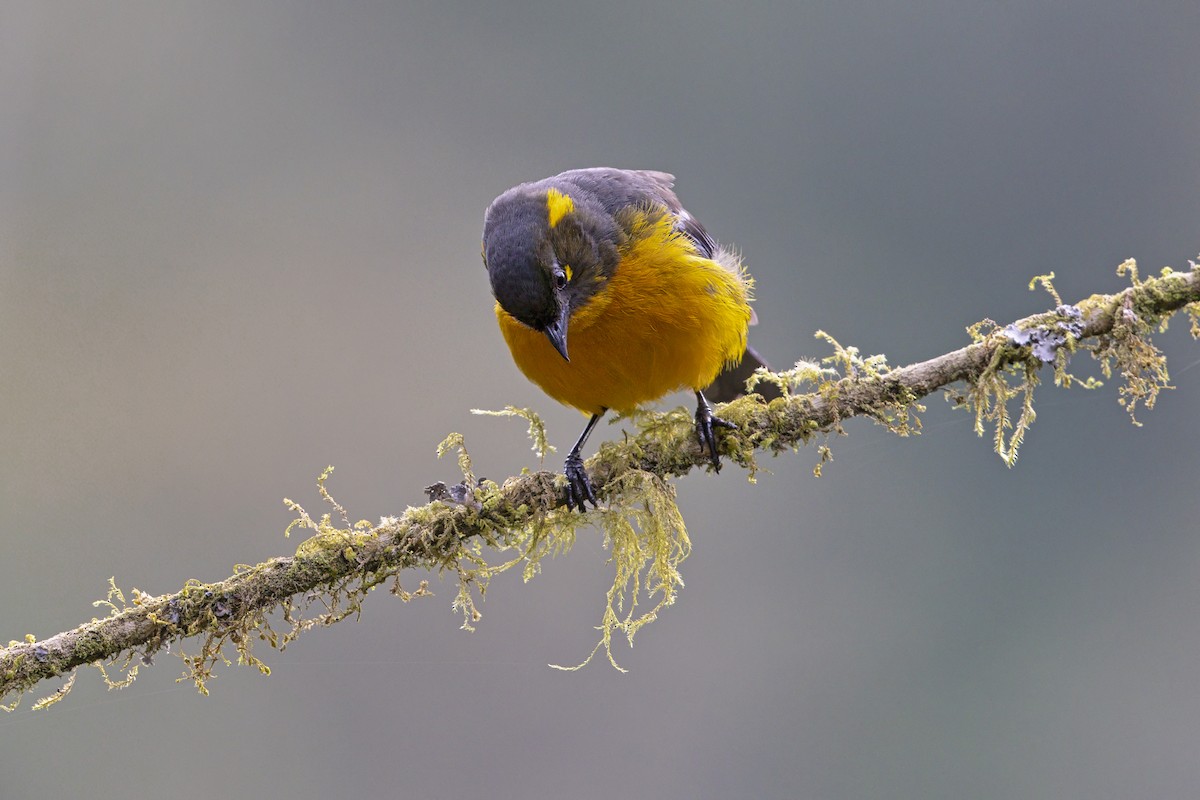 Tangara Lacrimosa - ML643949360