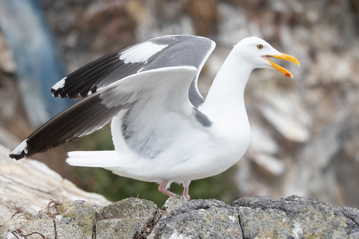 Western Gull - ML643949365