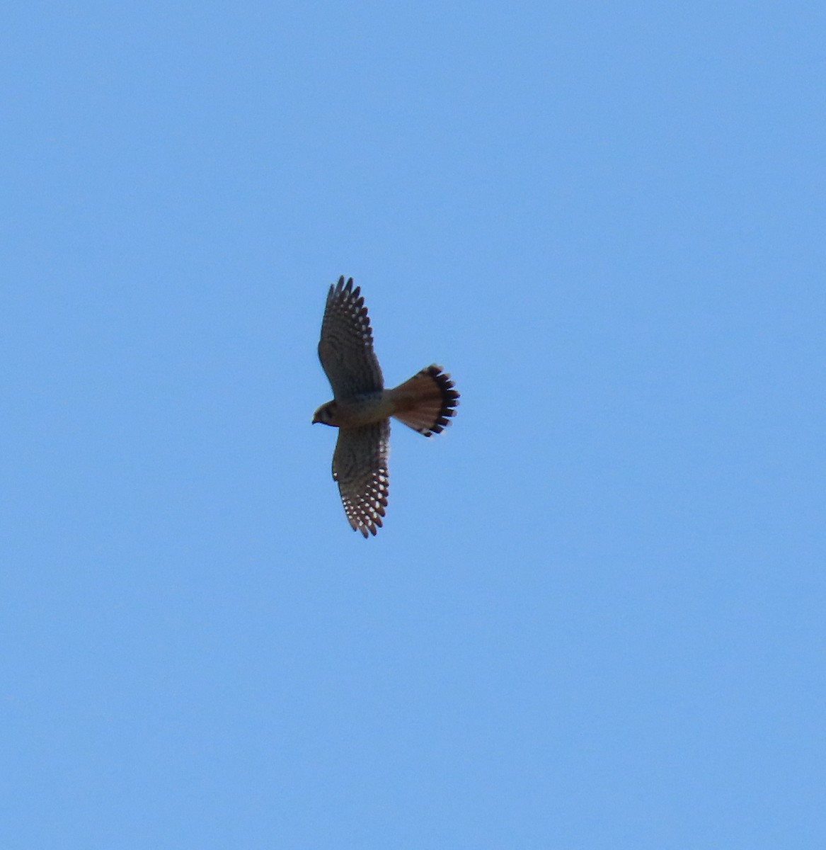 בז אמריקני - ML643949372