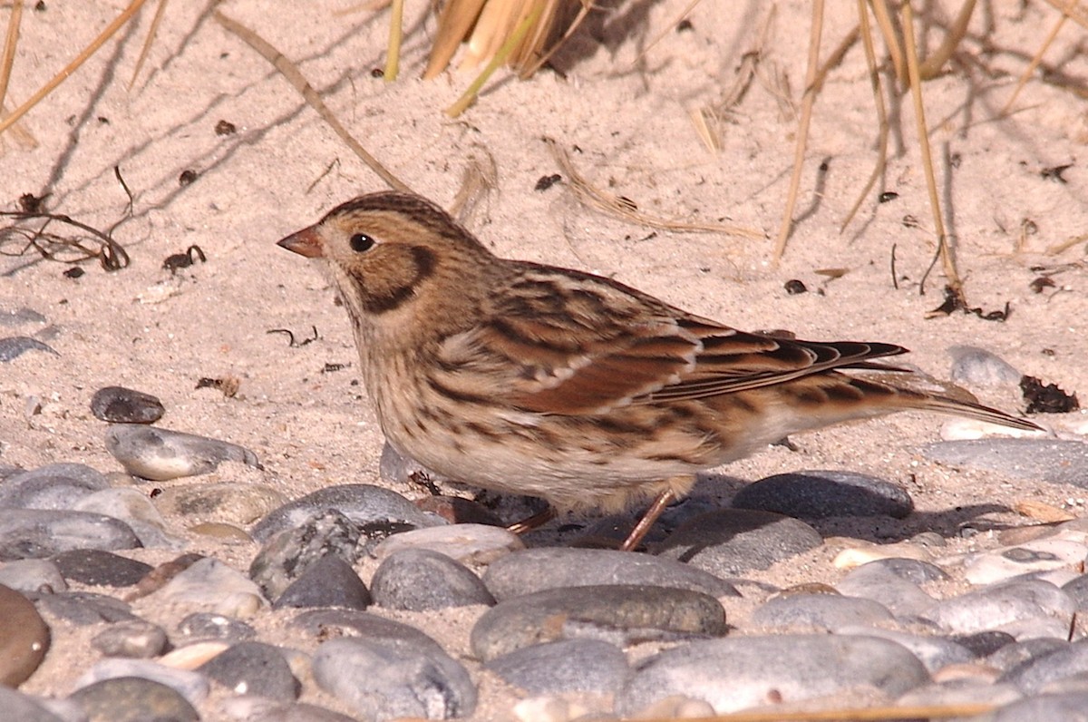 Буулгат хөмрөг - ML643949384