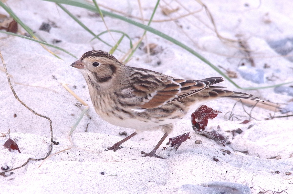 Буулгат хөмрөг - ML643949401