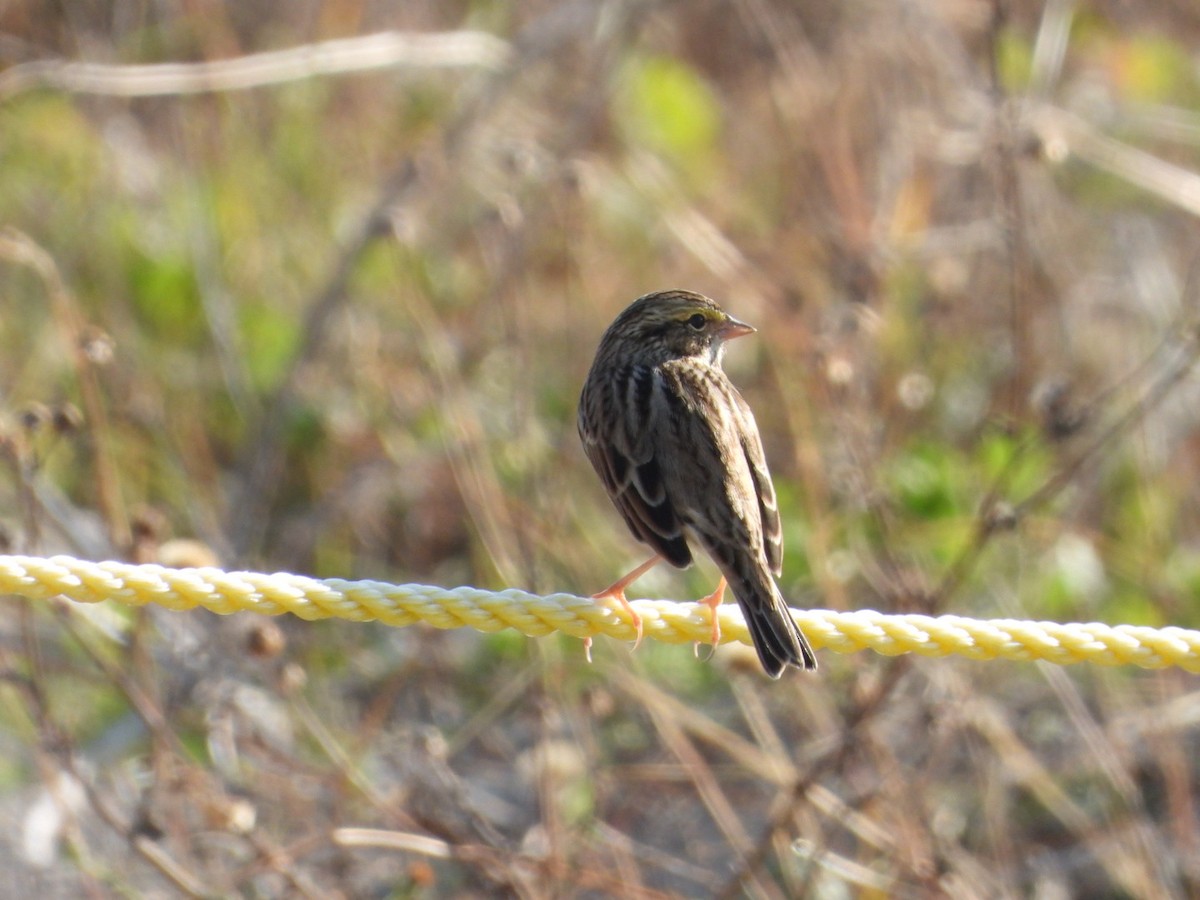 Savannah Sparrow - ML643949421