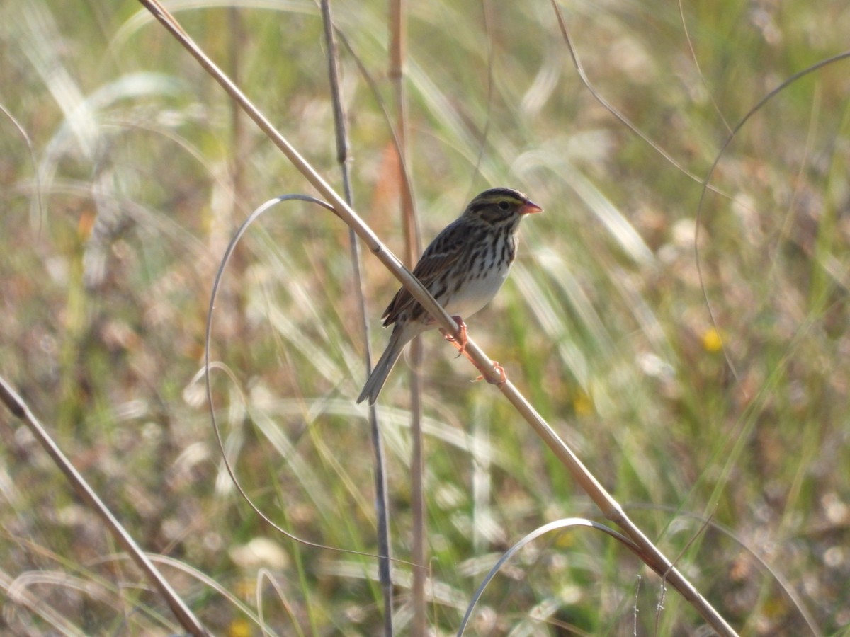 Savannah Sparrow - ML643949422