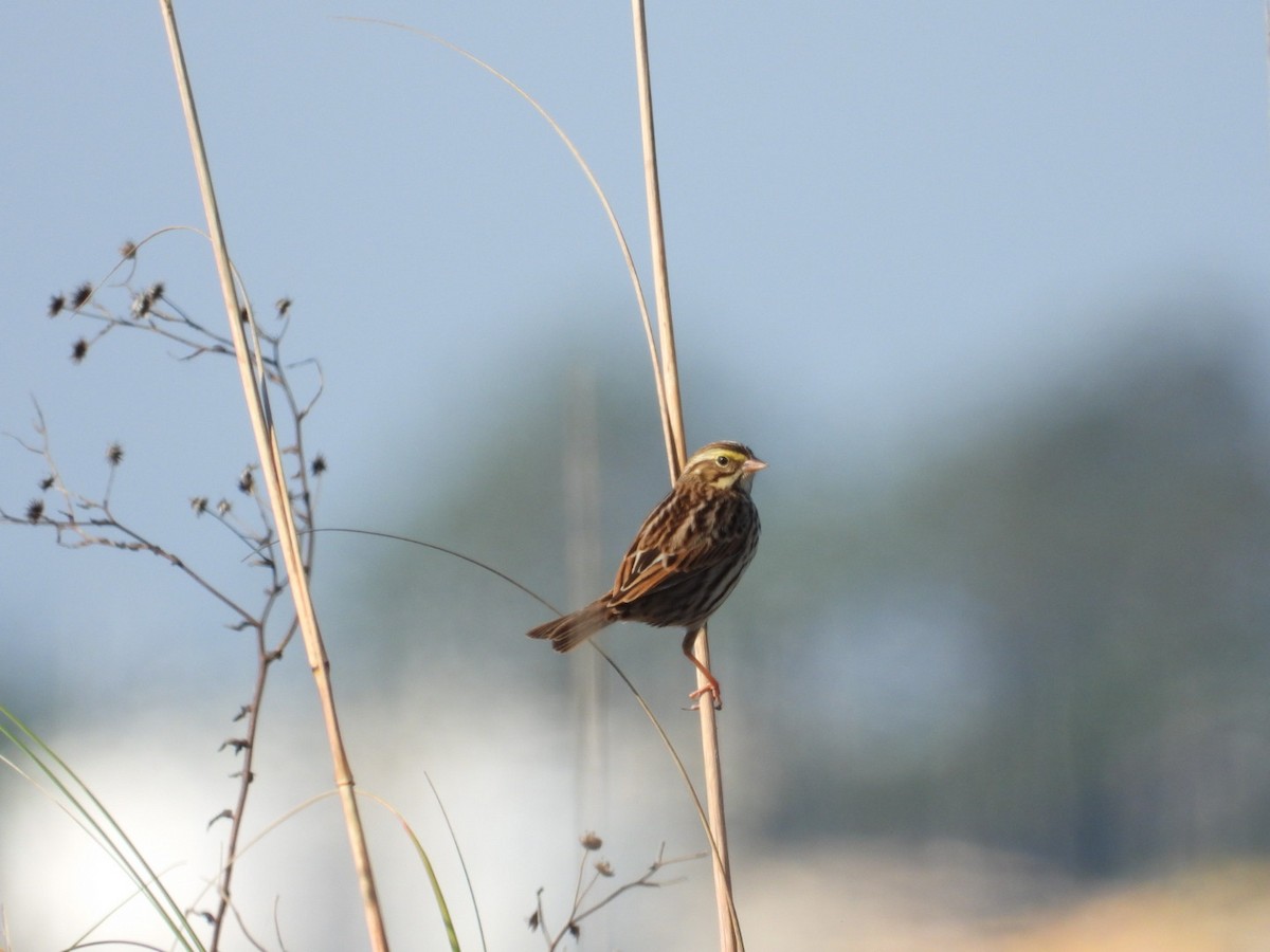 Savannah Sparrow - ML643949423