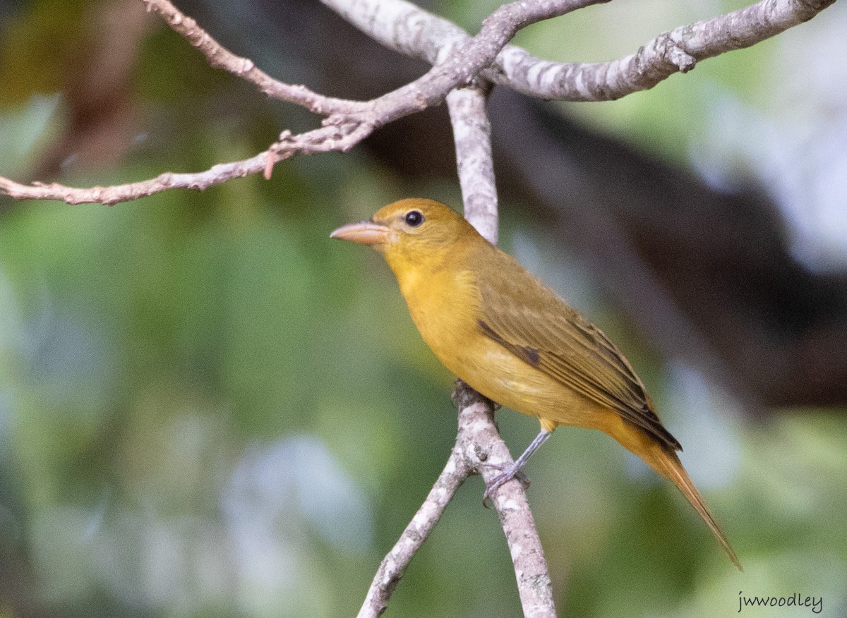 Summer Tanager - ML643949432