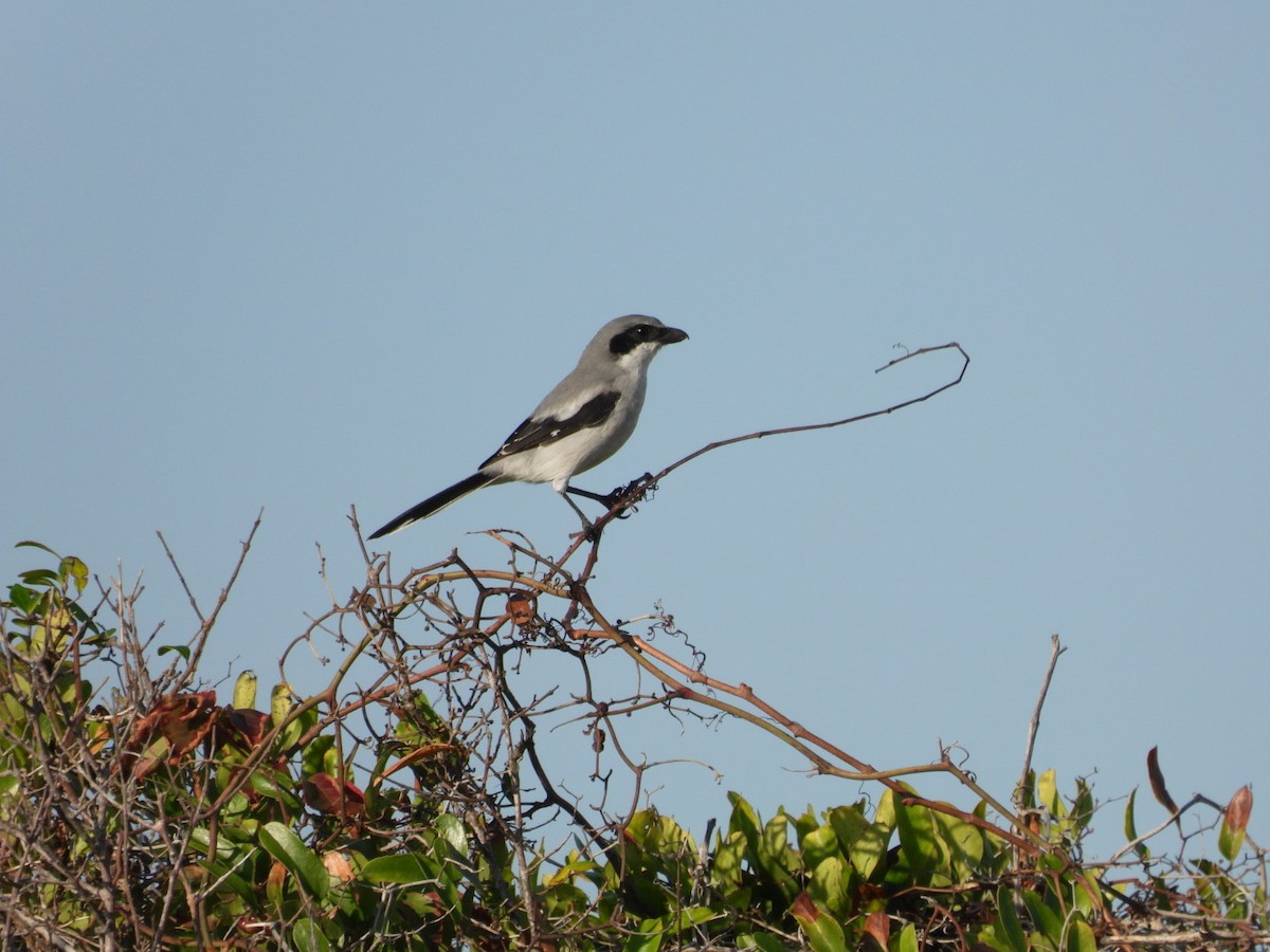 Loggerhead Shrike - ML643949439