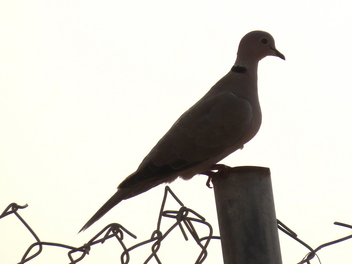 Буулгат хүүрзгэнэ - ML643949446