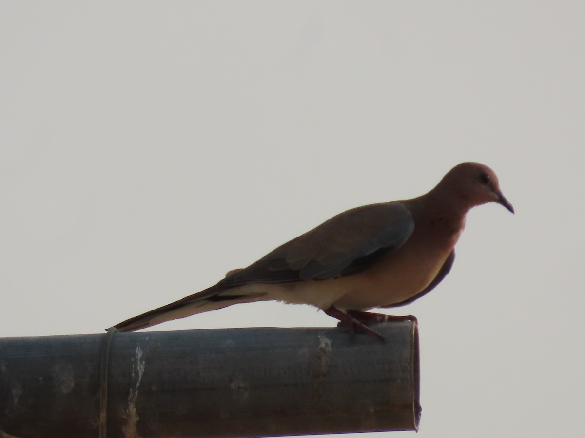 Өөдсөн хүүрзгэнэ - ML643949460