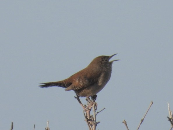 Northern House Wren - ML643949462