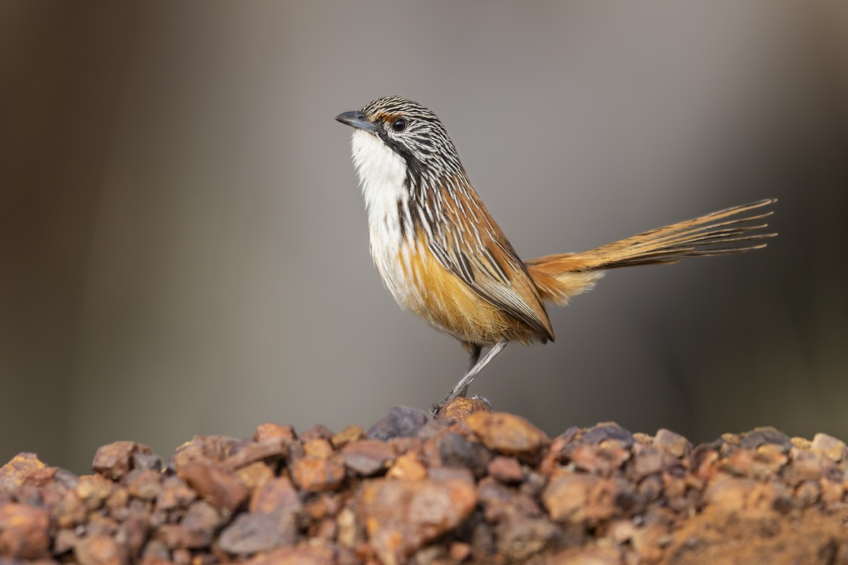 Carpentarian Grasswren - ML643949471
