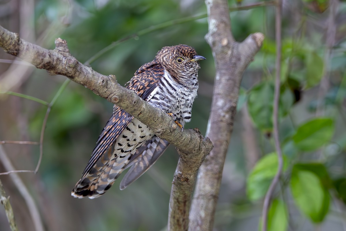 Oriental Cuckoo - ML643949501
