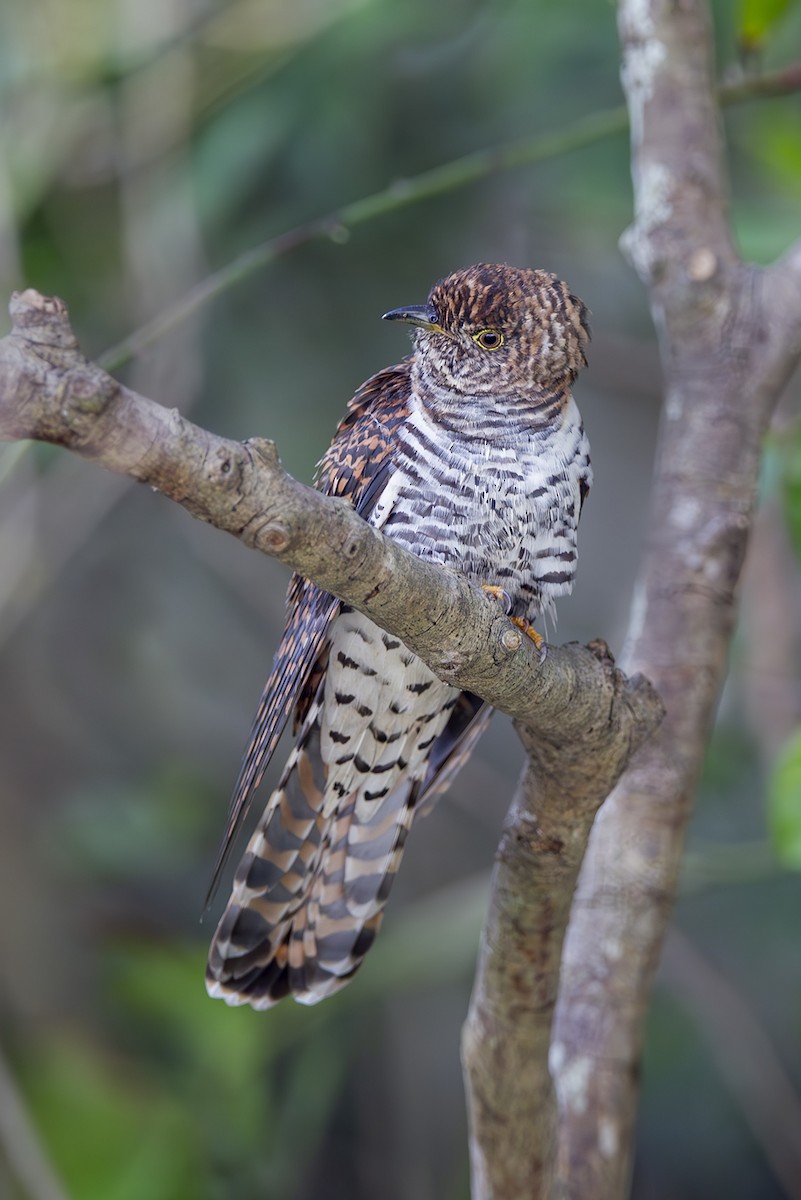 Oriental Cuckoo - ML643949502