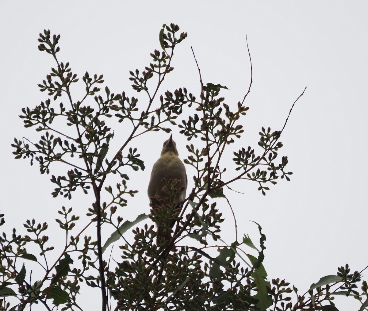 Bullock's Oriole - ML643949515