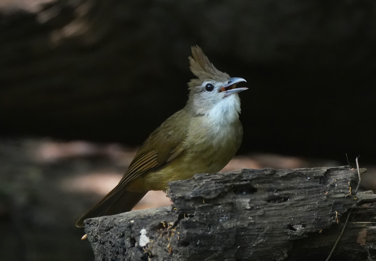 Bulbul ocré - ML643949539