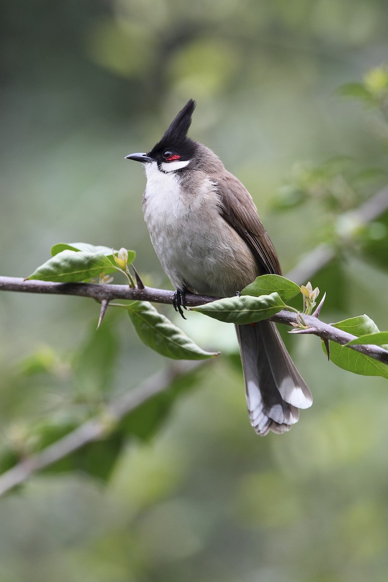 Red-whiskered Bulbul - ML643949550