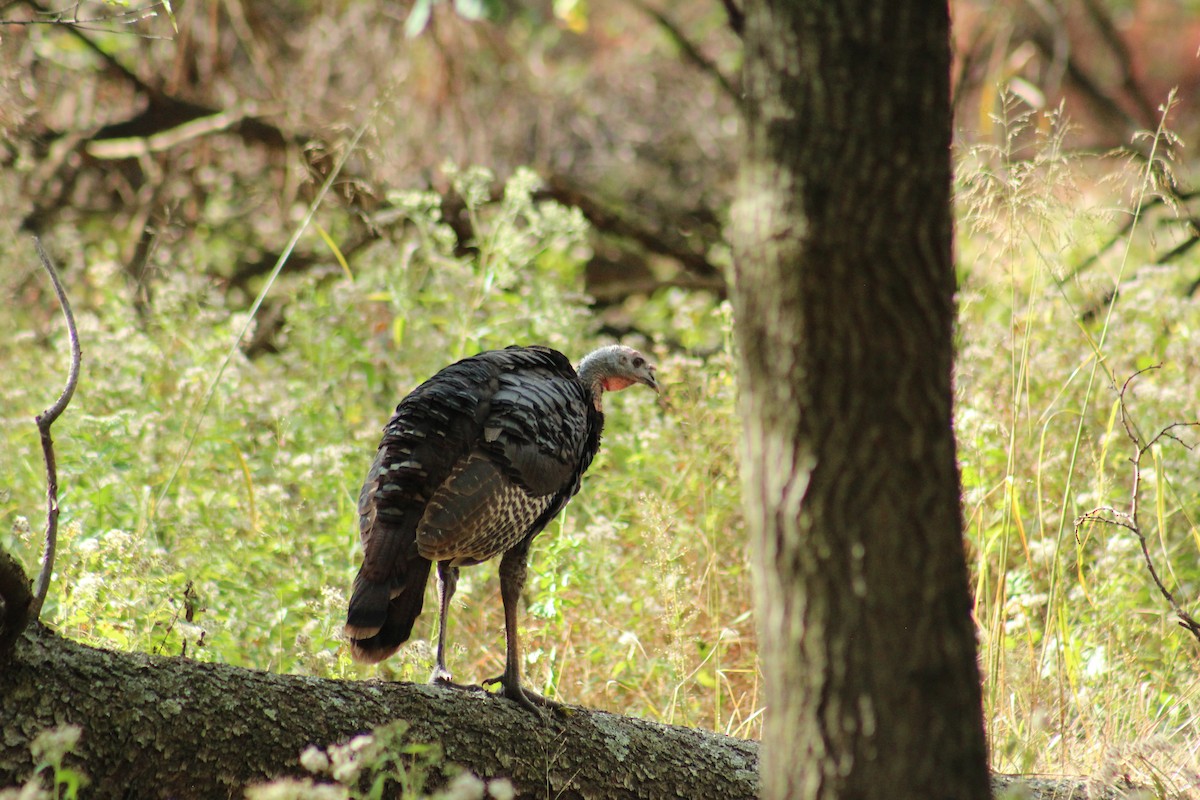 Wild Turkey - ML643949613