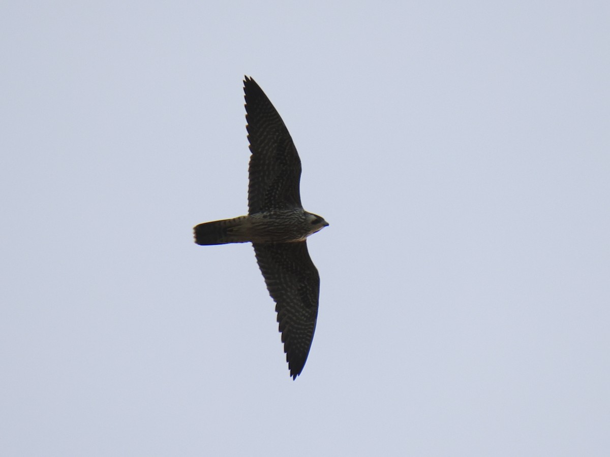 Peregrine Falcon - ML643949627