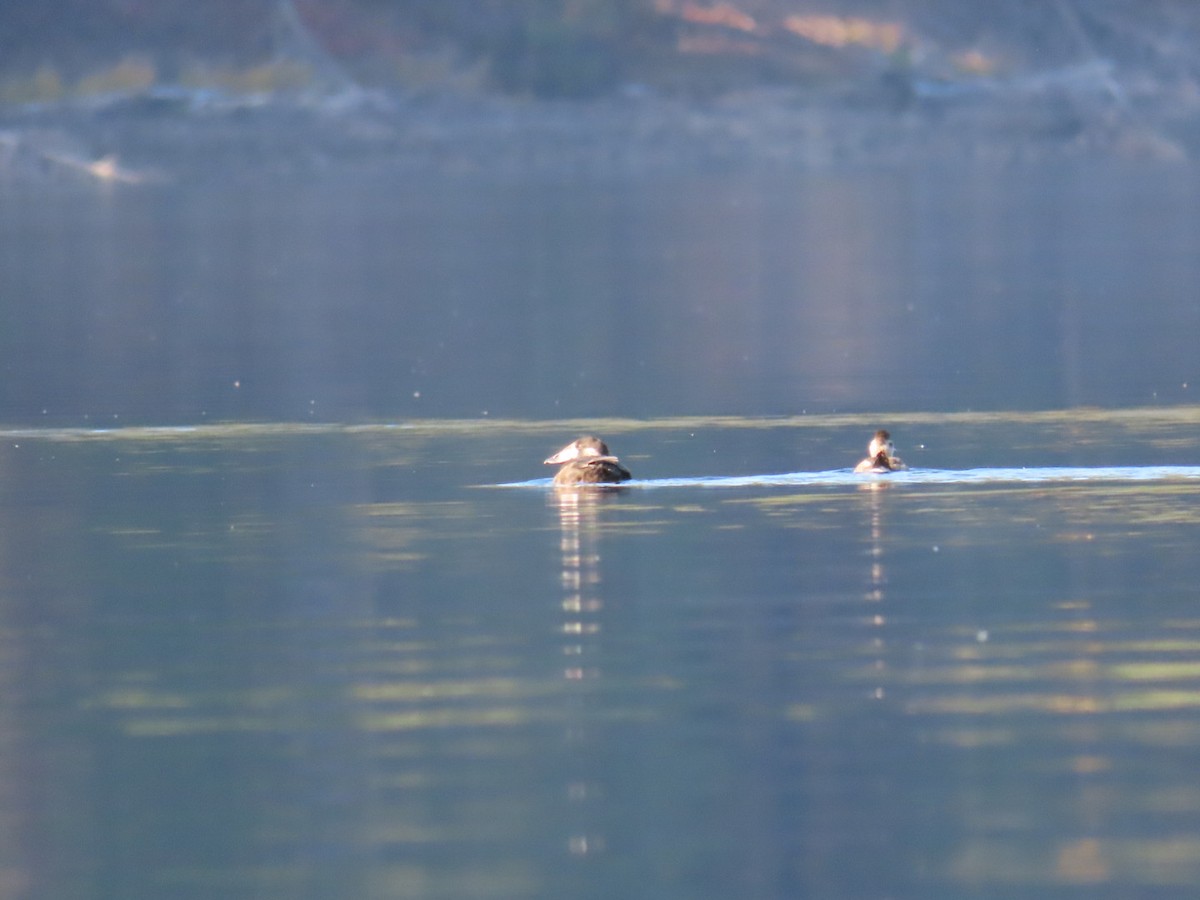 Ahatebeltz kopetazuria - ML643949630