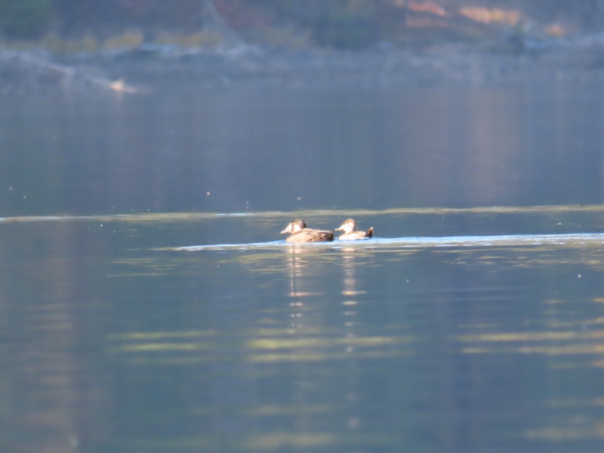 Ahatebeltz kopetazuria - ML643949631