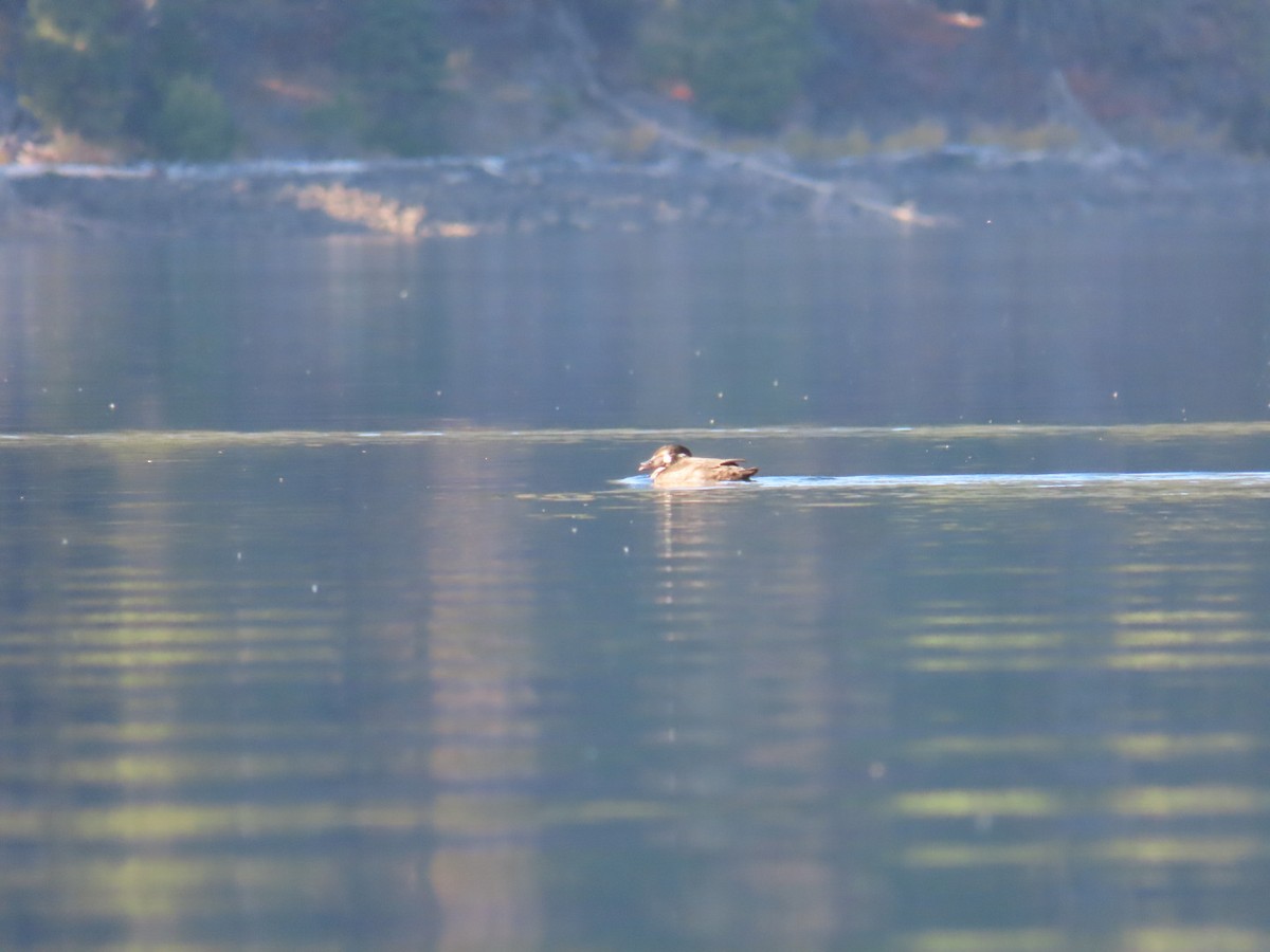 Ahatebeltz kopetazuria - ML643949633