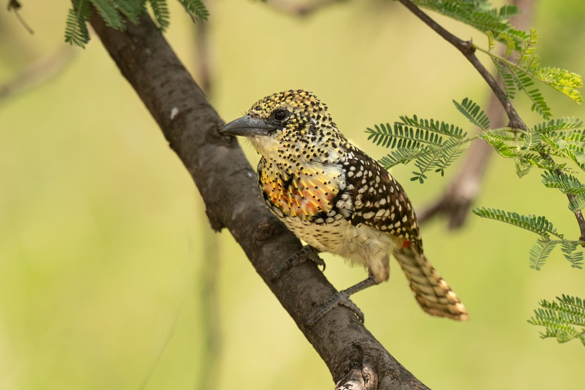 småperleskjeggfugl (usambiro) (masaiperleskjeggfugl) - ML643949641