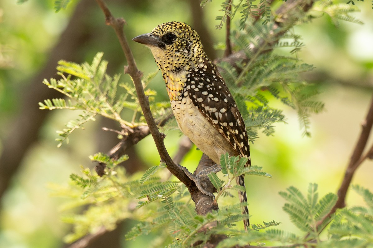 småperleskjeggfugl (usambiro) (masaiperleskjeggfugl) - ML643949642