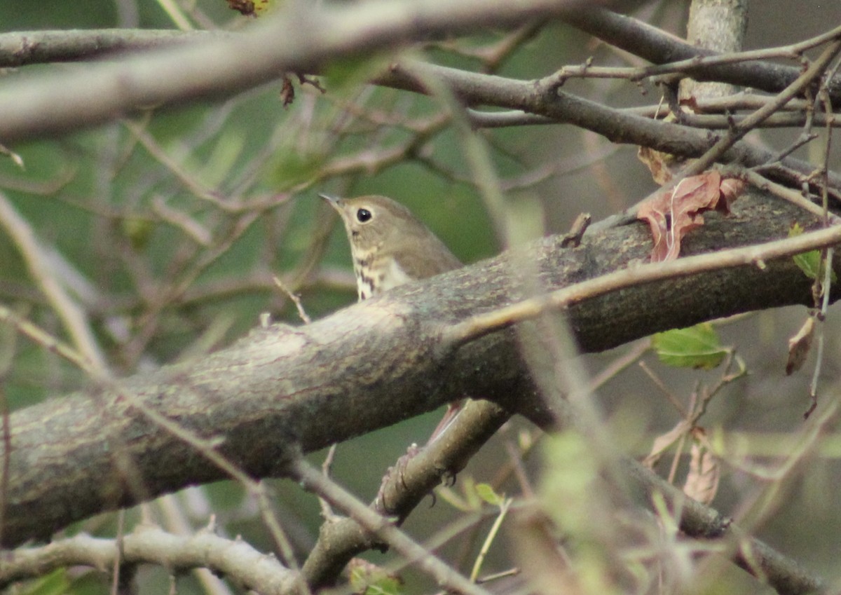 Hermit Thrush - ML643949645