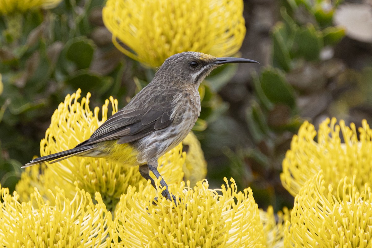 Cape Sugarbird - ML643949652
