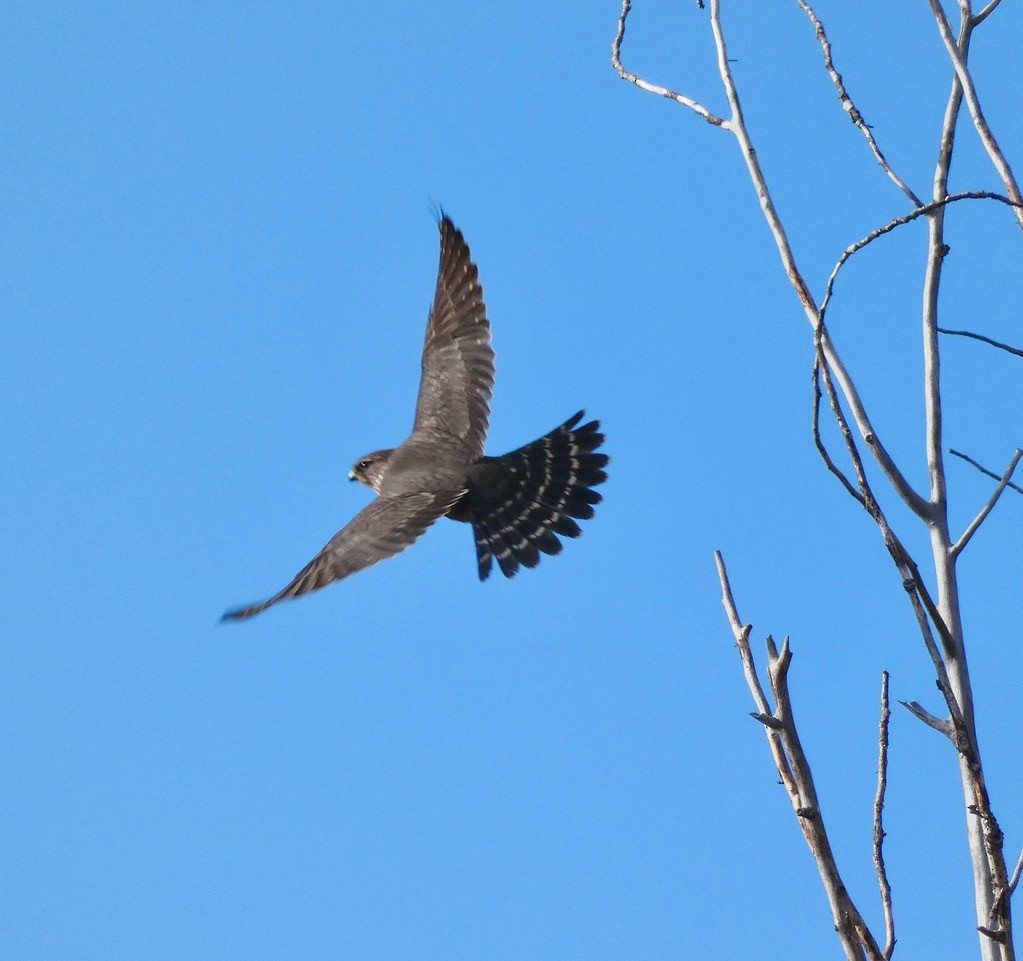 Merlin - ML643949655