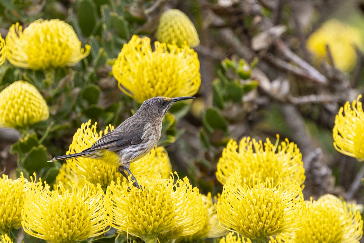 Cape Sugarbird - ML643949657