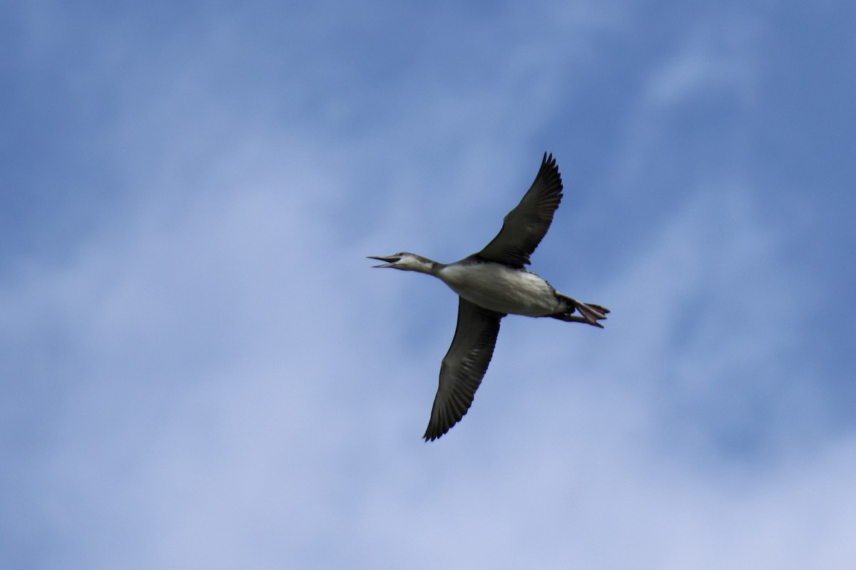 Common Loon - ML643949663