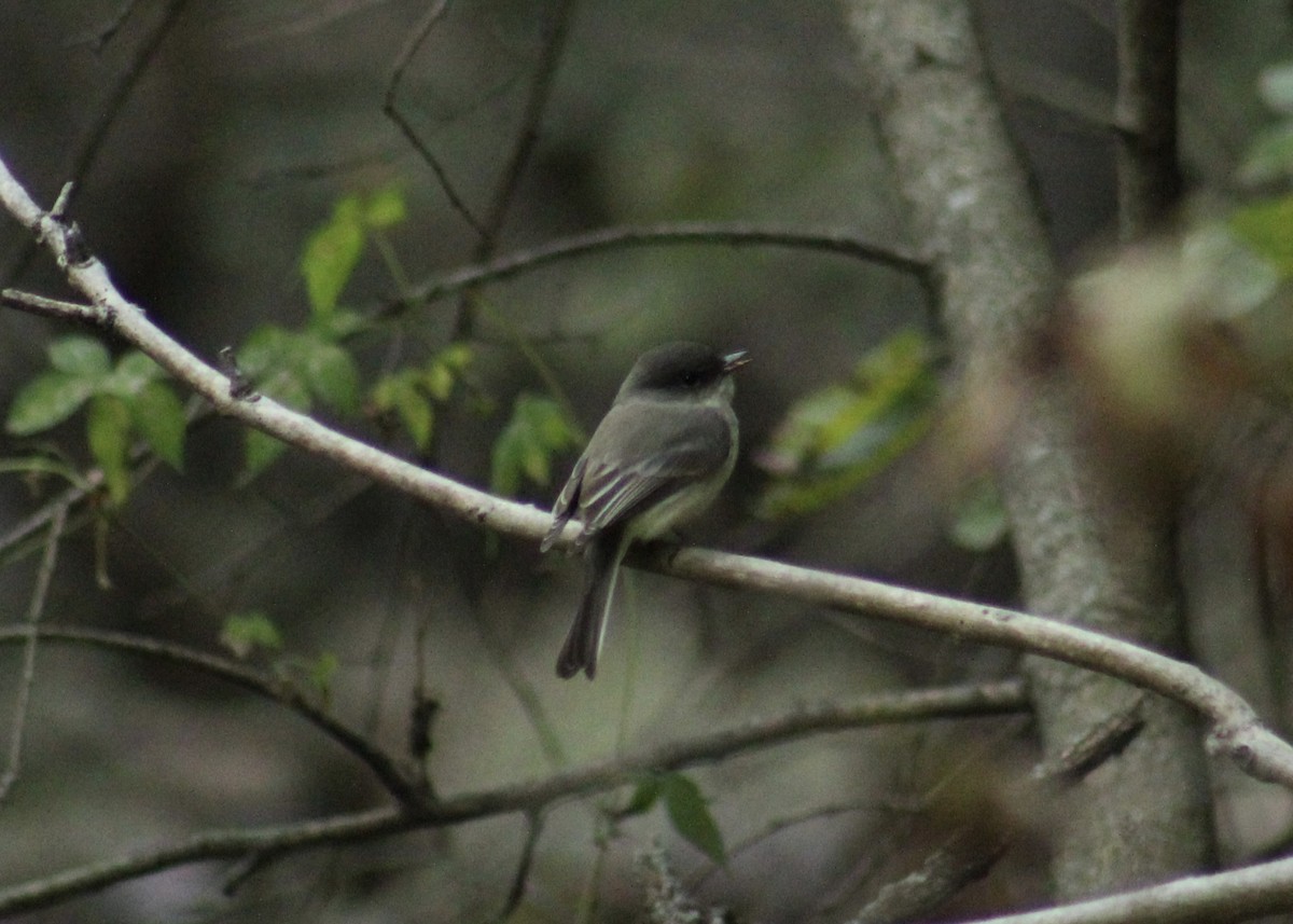 Eastern Phoebe - ML643949670
