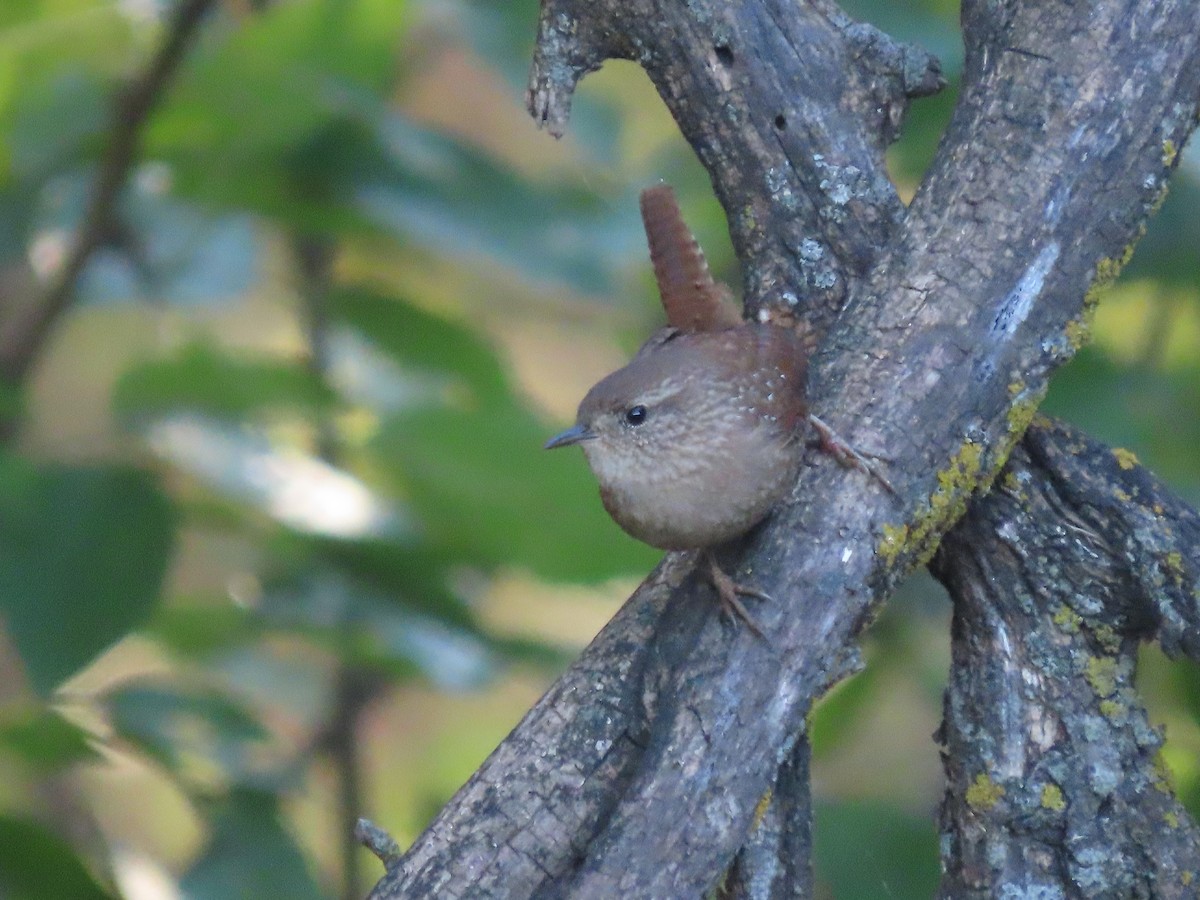 Winter Wren - ML643949725