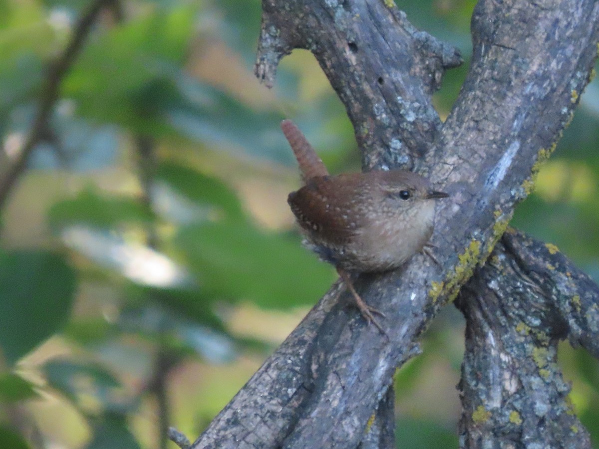 Winter Wren - ML643949731