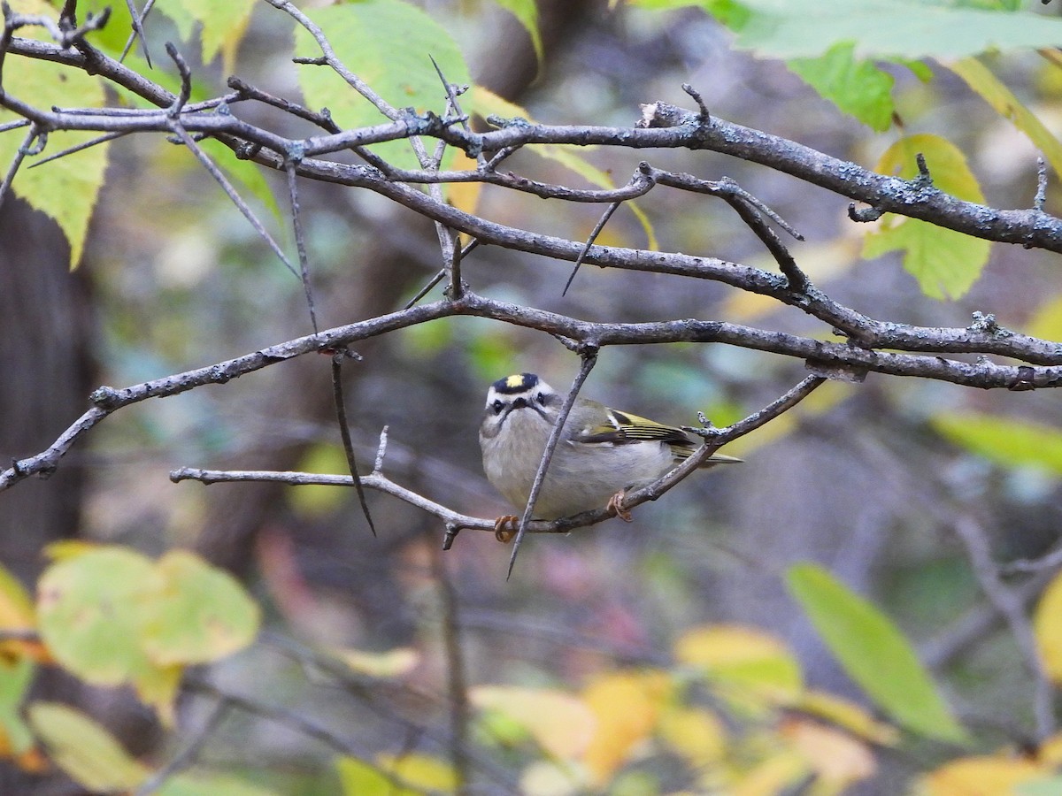 Golden-crowned Kinglet - ML643949760