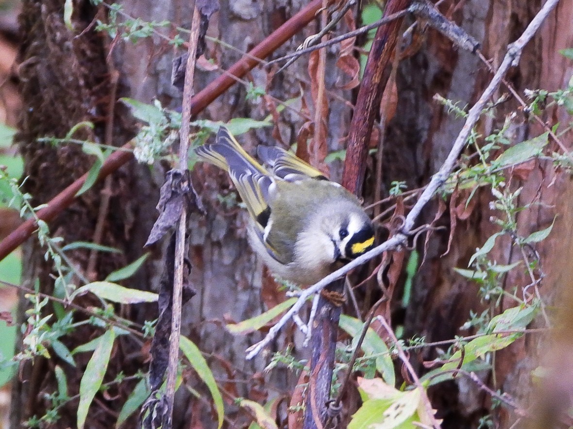 Golden-crowned Kinglet - ML643949761