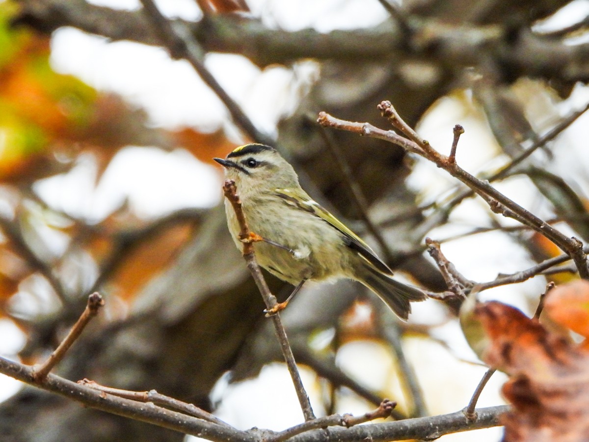 Golden-crowned Kinglet - ML643949762