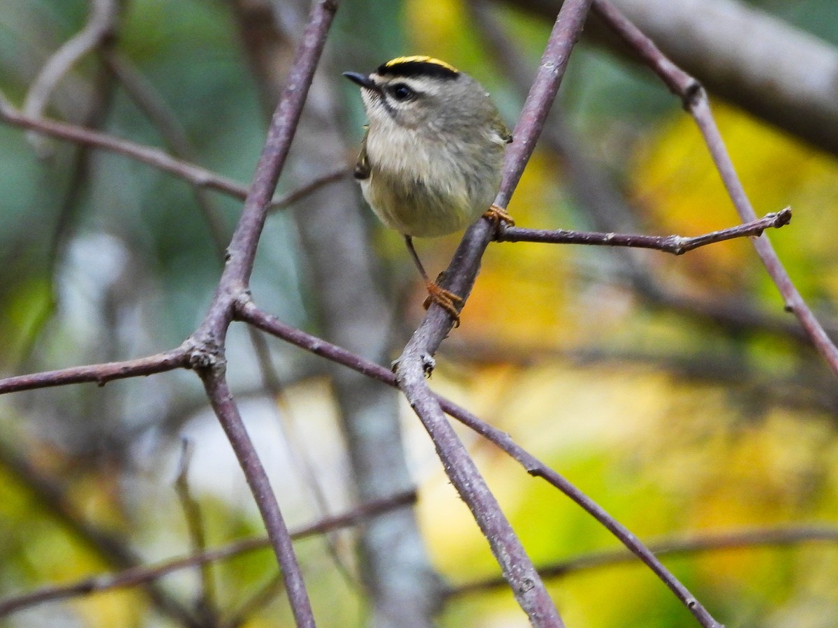 Golden-crowned Kinglet - ML643949763