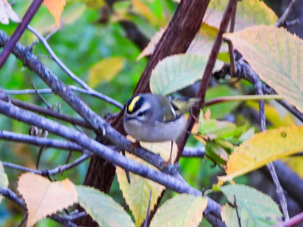 Golden-crowned Kinglet - ML643949764