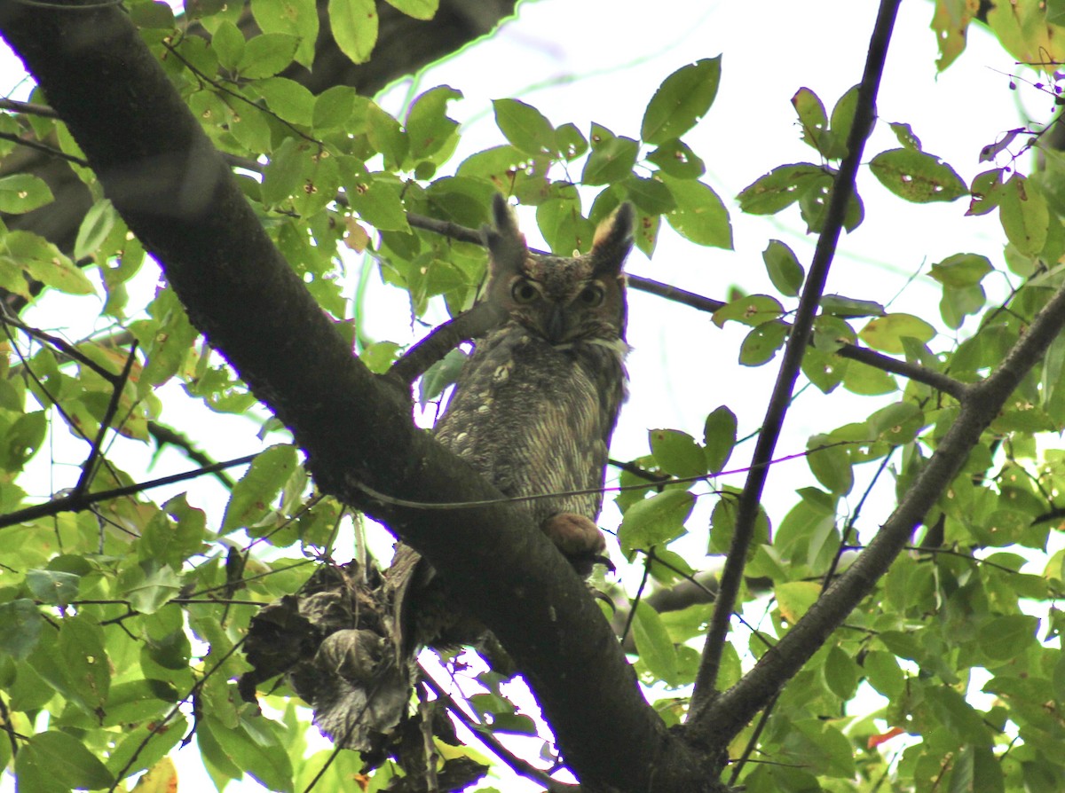 Great Horned Owl - ML643949765
