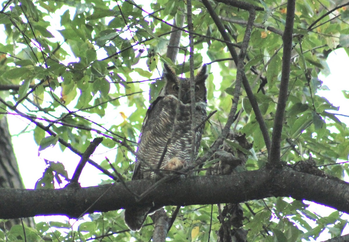 Great Horned Owl - ML643949766