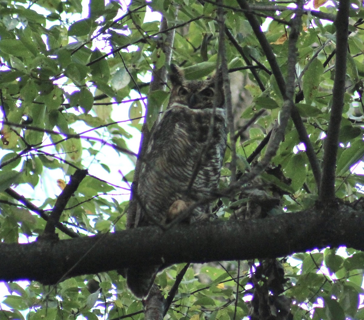 Great Horned Owl - ML643949767