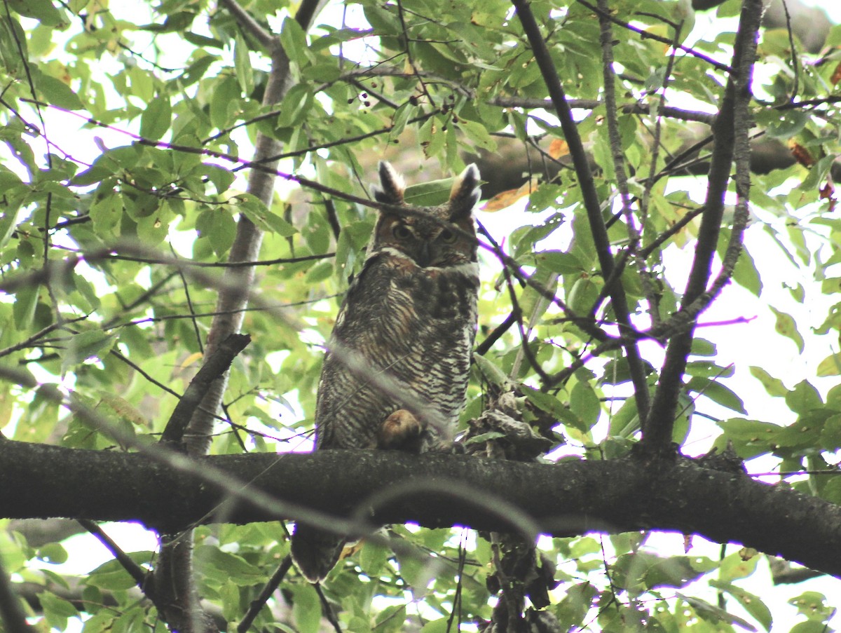 Great Horned Owl - ML643949768