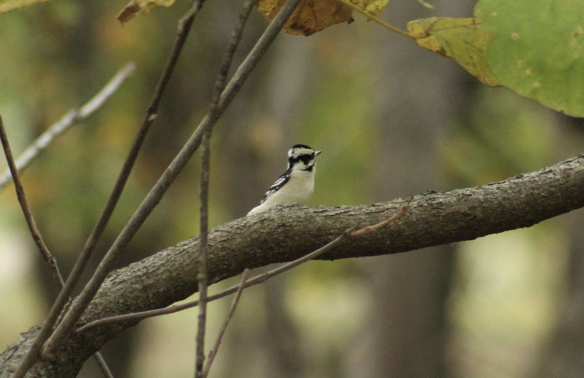 Downy Woodpecker - ML643949775