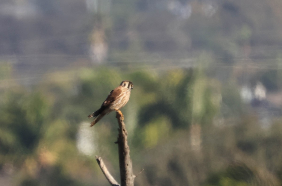 בז אמריקני - ML643949807