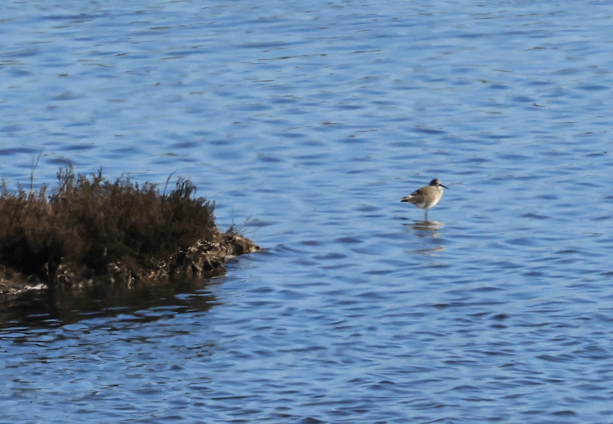 Willet - ML643949812